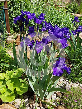 Rock garden, Iris Barbata-Elatior Blue Rhythm