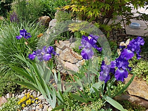 Rock garden, Iris Barbata-Elatior Blue Rhythm