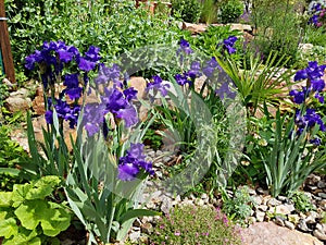 Rock garden, Iris Barbata-Elatior Blue Rhythm