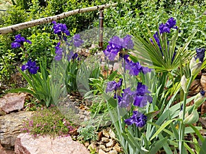 Rock garden, Iris Barbata-Elatior Blue Rhythm