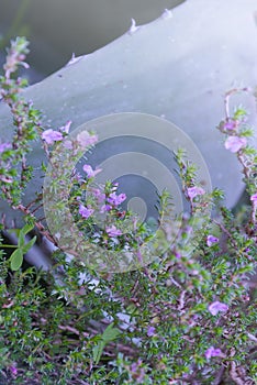 Rock garden plant with pink-violet flowers