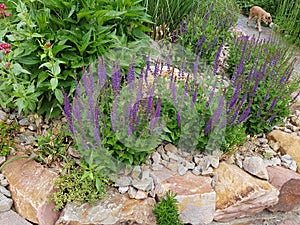 Rock garden, Salvia nemorosa