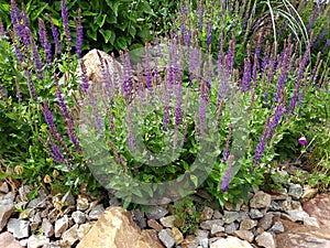 Rock garden, Salvia nemorosa