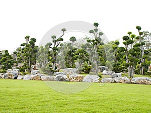 Rock garden and trained trees.