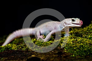 rock gecko lizard on black background