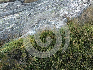 Rock and grass in nature