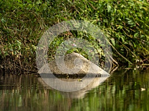 A rock, grasses and plants in the river