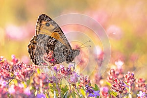 Rock grayling butterfly on Thyme photo