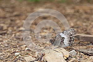 Rock Grayling Hipparchia alcyone photo