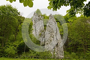 rock in a green forest