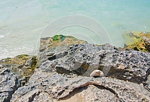 Rock with green slimy seagrass