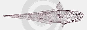 Rock grenadier, roundhead rat-tail coryphaenoides rupestris, critically endangered deep sea fish