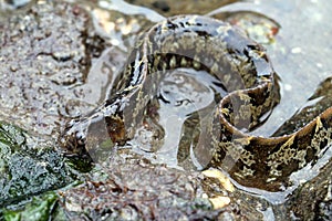 Rock Gunnel in a Tidepool