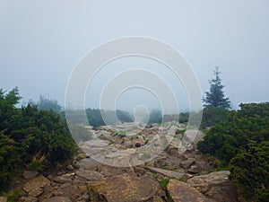 Rock hiking trail on the Hoverla Peak, Carpathian mountains. Foggy spring morning with stone pathway through the coniferous trees