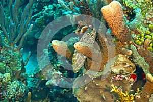 Rock hind camouflaged by coral