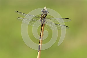 Rock Hooktail, Paragomphus cognatus