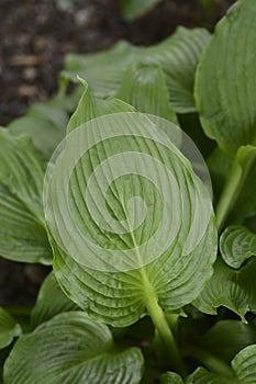 Rock hosta