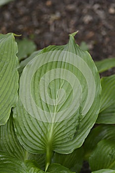 Rock hosta