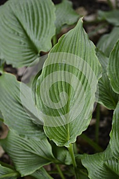 Rock hosta