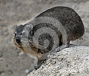 Rock hyrax 11