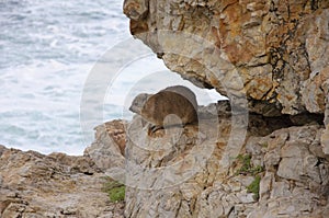 Rock Hyrax photo