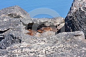 Rock hyrax photo