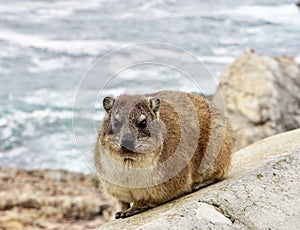 Rock hyrax