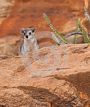 The Rock Hyrax