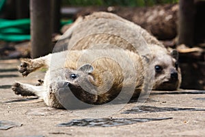 Rock hyrax photo