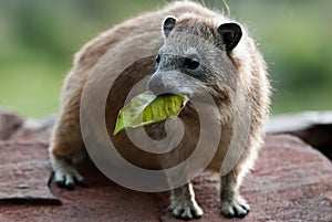 Rock Hyrax