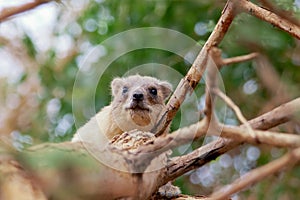 Rock hyrax