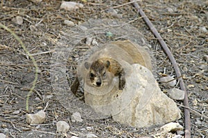 Rock hyrax