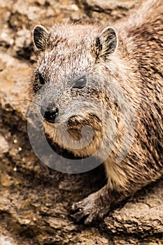 Rock Hyrax