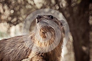 Rock hyrax