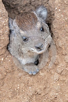 Rock Hyrax