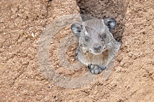 Rock Hyrax