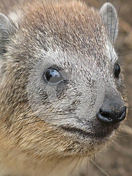 Rock Hyrax photo