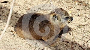 Rock hyrax on Boulders Beach