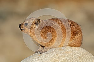 Rock hyrax basking