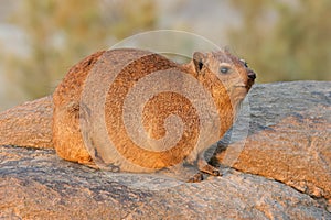 Rock hyrax basking on a rock, Augrabies Falls National Park, South Africa