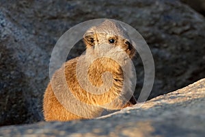 Rock hyrax basking on a rock, Augrabies Falls National Park, South Africa