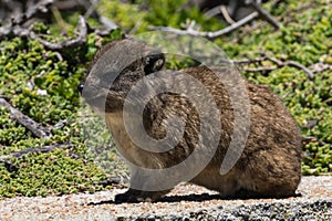 Rock Hyrax at BettyÂ´s Bay