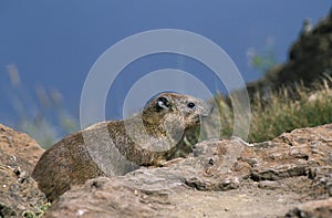 ROCK HYRAX OR CAPE HYRAX procavia capensis, ADULT ON ROCK, KENYA