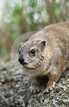 ROCK HYRAX OR CAPE HYRAX procavia capensis, ADULT ON ROCK, KENYA