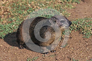 Rock Hyrax or Cape Hyrax, procavia capensis, Adult standing on Rock, Hell`s Gate Park in Kenya