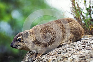 Rock Hyrax or Cape Hyrax, procavia capensis, Adult standing on Rock, Hell`s Gate Park in Kenya