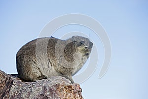 Rock Hyrax or Cape Hyrax, procavia capensis, Adult standing on Rock, Hermanus in South Africa