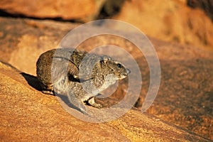 Rock Hyrax or Cape Hyrax, procavia capensis, Adult standing on Rock, Scratching itself, Hell`s Gate Park in Kenya