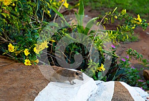 Rock Hyrax or Cape Hyrax, procavia capensis. Adult standing on Rocks and flowers Laikipia