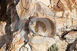 Rock Hyrax or Cape Hyrax, procavia capensis, Adult standing on Rocks, Hermanus in South Africa